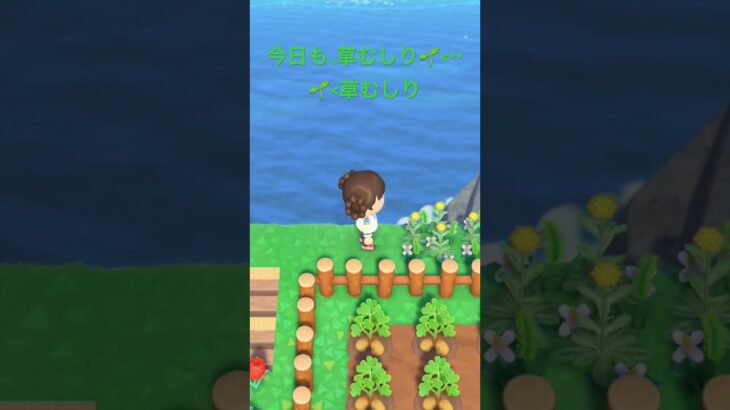 マイペース(꜆꜄꜆^._.^)꜆꜄꜆ #あつ森 #あつまれどうぶつの森 #animalcrossing