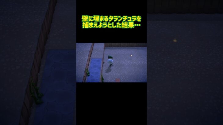 壁に埋まるタランチュラを捕まえようとした結果…【あつ森】#shorts