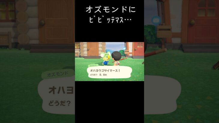 あつ森  オズモンドにﾋﾞﾋﾞｯﾃﾏｽ… #shorts  #あつまれどうぶつの森 #あつ森  #animalcrossing #ゲーム実況
