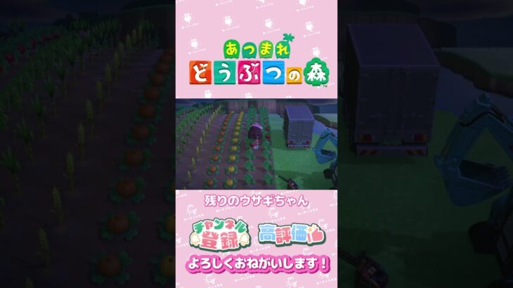 【あつ森】次に入島するのは？　うさぎ　ミッチェルちゃん　#shorts   #animalcrossing