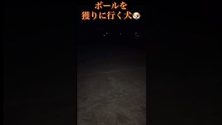 犬　#ボール　#トイプードル　#shorts  #reels  #run #キャッチボール　#あつ森 #ytshorts  #youtube  #ドッグフード