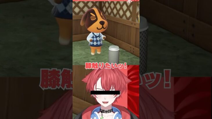 【あつ森】新宝島を踊る住民が可愛すぎる #shorts #short #男性vtuber #ジョン