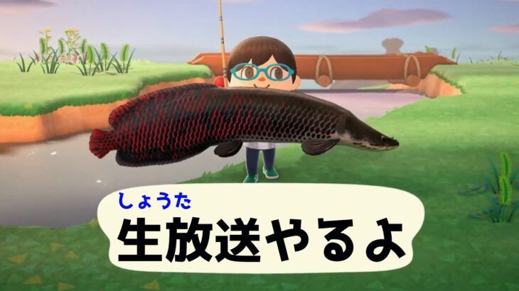 もはや毎日の恒例になってきた生放送　あつ森の続きやる