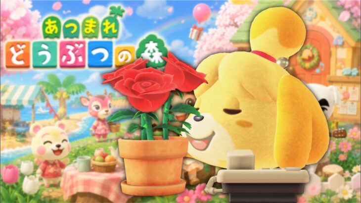 【あつ森】見届けてください、あたいの島クリ🏝️　アッキーのまた〜り朝活配信！のんびり島生活🌿