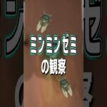 【あつ森】ミンミンゼミの観察🎐
