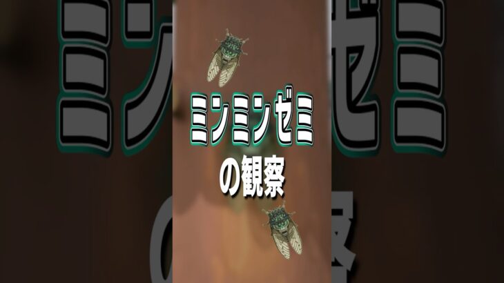 【あつ森】ミンミンゼミの観察🎐