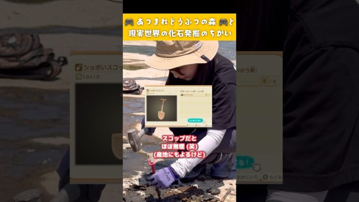 あつ森と現実世界の化石発掘のちがい🎮🪨🔨