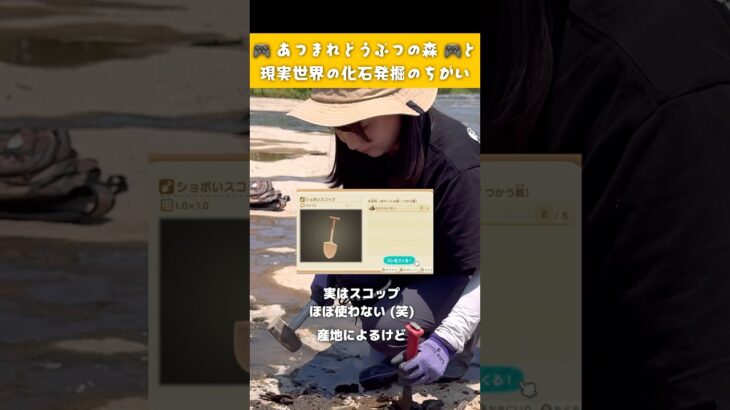 あつ森と現実の化石発掘のちがい🎮🪨🔨 #化石ハンター