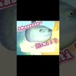 【あつ森】マンボウだぁぁぁぁぁ！