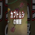【あつ森】カブトムシの観察🪲