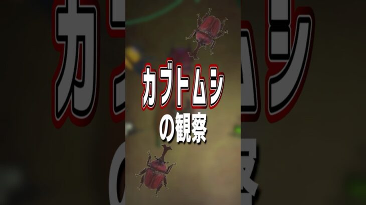 【あつ森】カブトムシの観察🪲