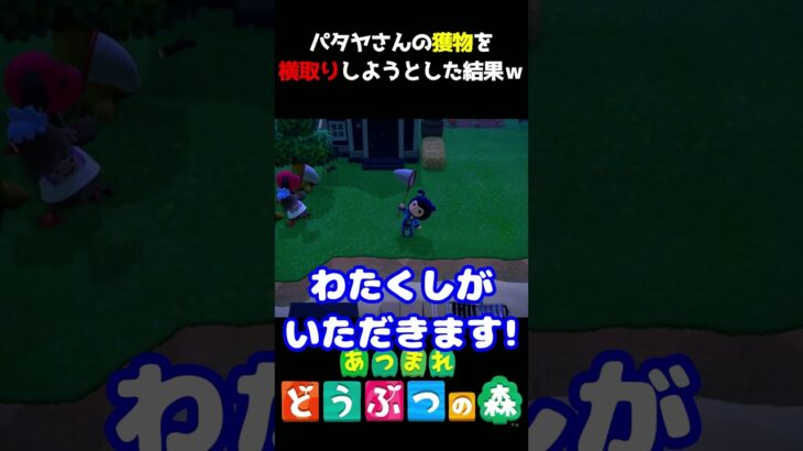 【あつ森】その子はわしがいただくぞ～～～!!!!