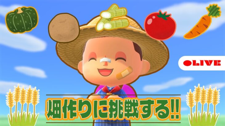 【あつ森】島に小さな畑を作りたい。まずは場所探しから🍅【生配信】