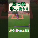 【あつ森９マス島クリ】簡単にオシャレな雨宿りする場所を作りたい島クリ！【あつまれどうぶつの森】#あつ森 #あつまれどうぶつの森