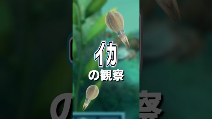 【あつ森】イカの観察🦑