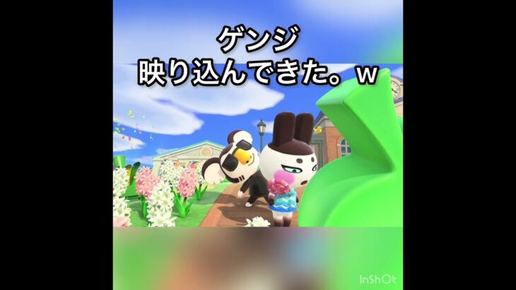 あつ森　ロッキー　ゲンジ　かわいい子　　　#vlog #あつ森 #あつまれどうぶつの森 #こはくちゃんねる2424   #毎日更新　毎日更新中