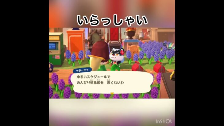 あつ森　かわいいお客様　ナターシャ　　#vlog #あつ森 #あつまれどうぶつの森 #こはくちゃんねる2424   #毎日更新　毎日更新中　 金を稼ぐ