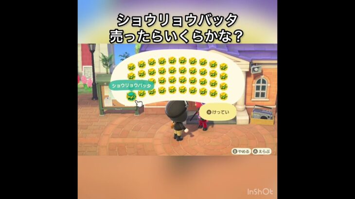 【あつ森】ショウリョウバッタ売ったらいくらかな？　#vlog #あつ森 #あつまれどうぶつの森 #こはくちゃんねる2424   #毎日更新　