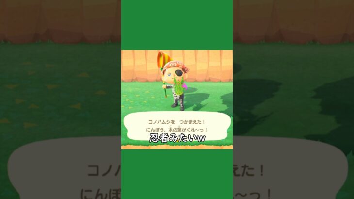 【あつ森ショート】コノハムシ！捕まえた！！っとその前に雑草だらけやったwww #あつ森 #あつまれどうぶつの森 #animalclossing #ライブ配信 #しゅまのゲーム帳