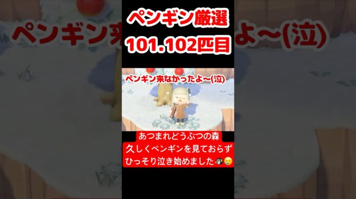 【あつ森】ペンギン厳選101.102匹目 #vtuber  #ゲーム実況