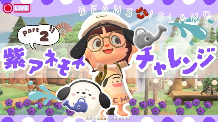 【あつ森🫘】13日目🌱『紫アネモネの交配』をするゾッ【8/28(金)】