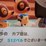 【あつ森】カブ価512＿チャンネル登録、高評価で参加OK！