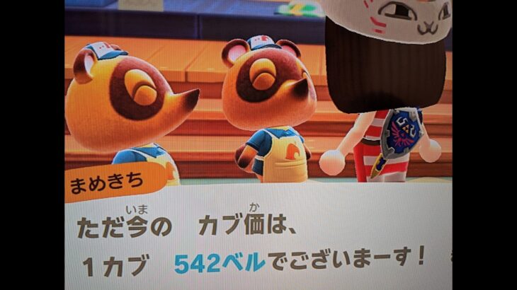 【あつ森】カブ価542！チャンネル登録、高評価で参加OK！