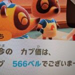 【あつ森】カブ価566！チャンネル登録、高評価で参加OK！