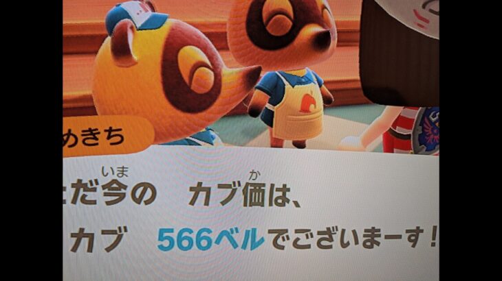 【あつ森】カブ価566！チャンネル登録、高評価で参加OK！