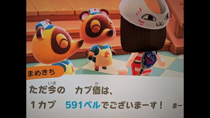 【あつ森】カブ価591！チャンネル登録、高評価で参加OK！