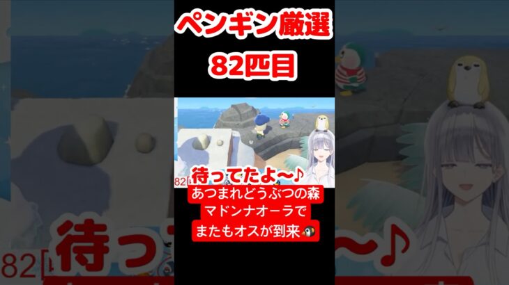 【あつ森】ペンギン厳選82匹目 #vtuber  #ゲーム実況
