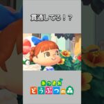 【あつ森】ちゃちゃまるが持ってる釣り竿が、顔を貫通してる！？😳【あつまれどうぶつの森】【どうぶつの森】【ACNH】 #short