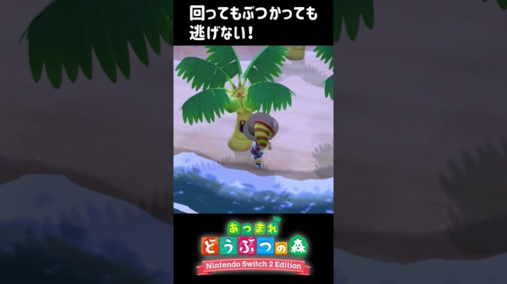 回ってもぶつかっても逃げない！【あつ森】【ACNH】#shorts #あつ森