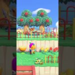 【あつ森BGM 】おもちゃ箱みたいなお家🐻 #asmr #animalcrossing #あつ森