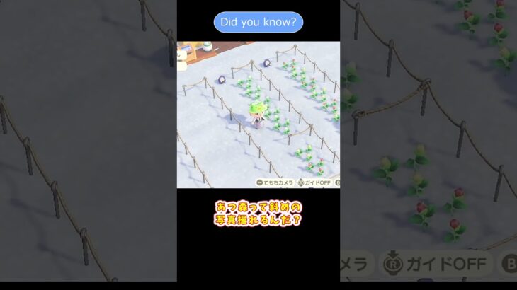 【あつ森】 斜めの写真　Did you know？