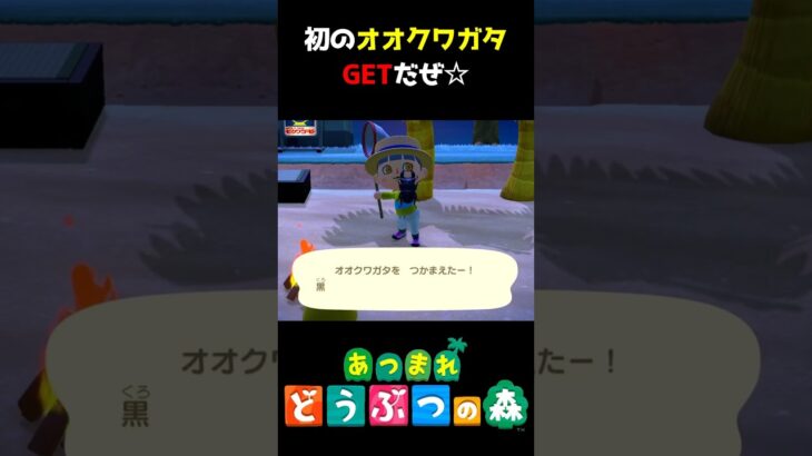 【あつ森】わーい!オオクワガタGETだぜ☆