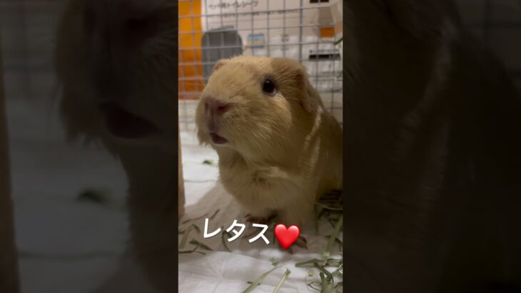 もレタスサイコーー！#モルモット #かわいい #モルモットかわいい #ロシアンモルモット #小動物 #guineapig #あつ森
