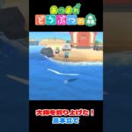 【あつ森】大物を釣り上げた！三本立て  #shorts #あつ森 #あつまれどうぶつの森