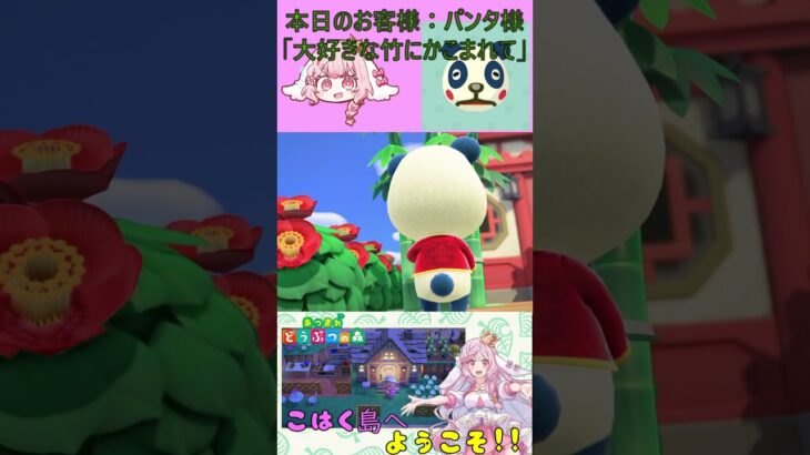 【あつ森】ハッピーホームパラダイス　２件目　パンタ　#shorts  #あつ森 #vtuber #ゲーム実況