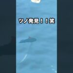 【あつ森】サメ発見！！魚釣りしてみた結果…