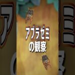 【あつ森】アブラゼミの観察🪲