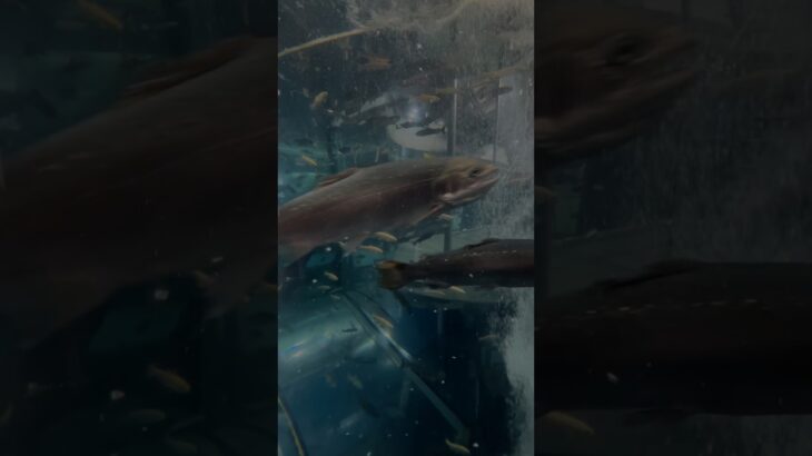 あつ森の博物館みたいな水族館行ってきた🐟
