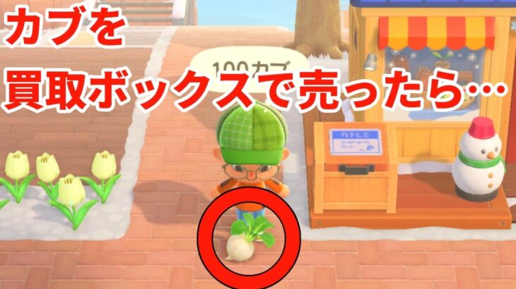 【あつ森】カブを買取ボックスで売ったら何円になるのか？？