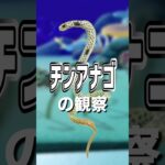 【あつ森】チンアナゴの観察