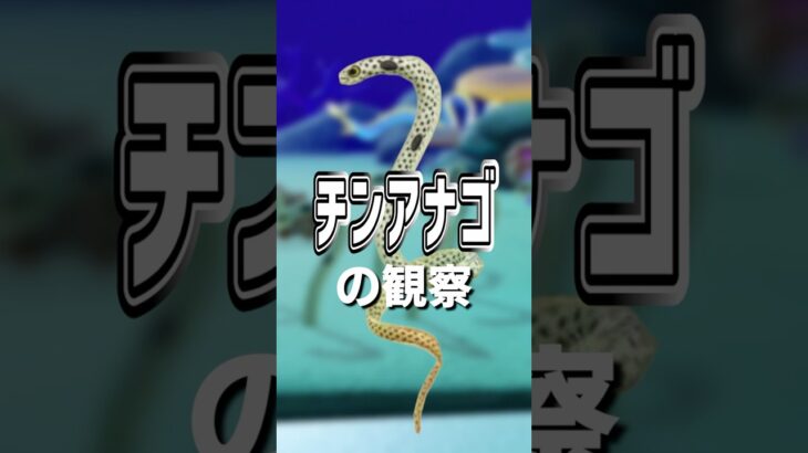 【あつ森】チンアナゴの観察