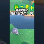 【あつ森】騙されないぞ！！あの住民がかわいすぎる。笑