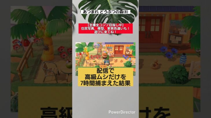配信で得たコツとは #あつ森
