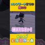 虫図鑑コンプリートの為に駆け回る島民代表【あつ森】 #あつまれどうぶつの森 #あつ森 #ゲーム実況