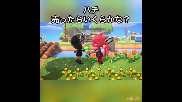 【あつ森】ハチ売ったらいくらかな？　#vlog #あつ森 #あつまれどうぶつの森 #こはくちゃんねる2424   #毎日更新中