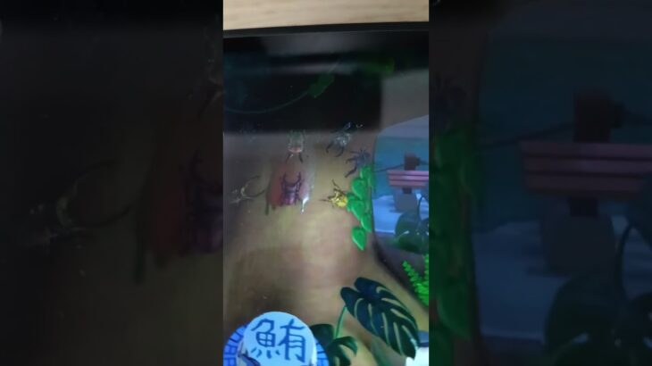 あつ森ニジイロクワガタvsノコギリクワガタ